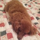 강아지당 이미지