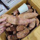 감사 세일~ 햇 밤고구마 10키로 이미지