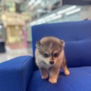 내품안의반려견 은평점 이미지