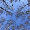 자작나무숲 스테이 이미지