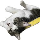 토리펫 | 냥빨데이 시작..토리가 먼저 들어가버린 스크래쳐(비니비니펫 박스 B타입 내돈내산)