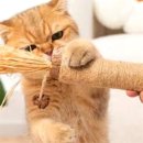 달빛고양이 이미지