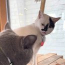 벼락금돼지 | 5월은 어른이날