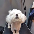 홍은애견미용 이미지