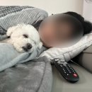 솜이네