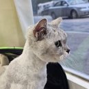 고양이 미용실 방울선생 이미지