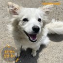 [❤️입양후기❤️] 1870. 또또🐶