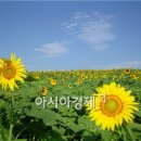 해바라기모바일 이미지