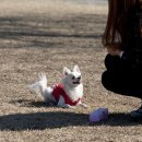 우리집 강아지 이미지