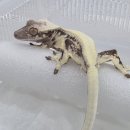 아성슈퍼 | 청주파충류샵 정글숲을지나서가자 청주점 방문후기!!