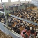 강원도 청계 농장 이미지