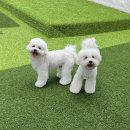 대구 애견유치원 추천｜사회성·분리불안까지 잡는 꿈틀 반려견 센터