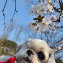 광판팔뚝김밥 이미지