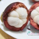 웜트리하우스(주) | 생망고스틴 파는곳 이번엔 성공