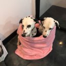 멍떼루와 이미지