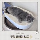 올두잇 | 고양이 스크래처 추천 먼지 없는 두잇 올데이 보드 내돈내산 장단점 솔직 후기