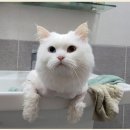 고고펫 | 고양이 무마취 미용 출장 - 고고펫 후기