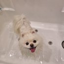 버블독스(안산초지점) 이미지