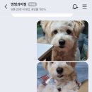 멍멍과자점 이미지