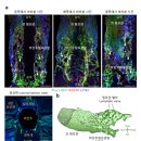 뇌 속 노폐물 청소하는 뇌척수액 배출방법 찾았다 치매도 치료하는 시대 곧 가능 이미지