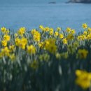 수선화 - 계양구 계산천동로 6 | 수선화