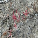 명지갯벌횟집 | [공지] 새만금 속 수라갯벌에 다녀온 후기 (feat.전북녹색연합)