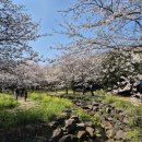 대왕수천 | 숨은 제주 서귀포 벚꽃 산책 코스 추천 : 대왕수천예래생태공원 방문 후기