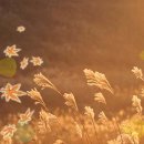 안개로가로수 이미지