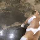 예뻐질개 이미지