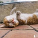 행복한 고양이 이미지