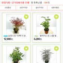 소담꽃 이미지