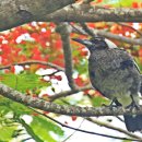 호주 여행(시드니 편)-1 이미지