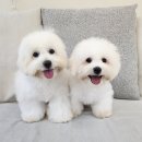 애견샵 컬리독 | 이천애견분양 합리적인 애견샵 헬스독 송파점 후기