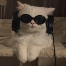 치피치피 이미지