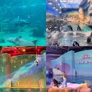 오션 아레나 | 제주 가족여행 필수코스 아쿠아플라넷 입장료 할인 오션아레나 공연까지 솔직후기