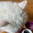 (주)정성치과덴탈랩 정성덴탈랩 | [신기펫케어] 고양이 덴탈케어 플라그오프 한달 급여 후기