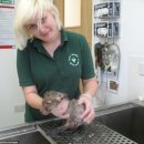 씻겨줄개 이미지