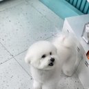 비숑다움 네이버블로그