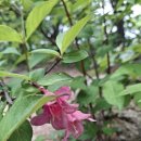 2025년6월1일(일요일) 북한산 칼바위능선 이미지