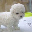 강아지 분양 프러포즈펫 이미지