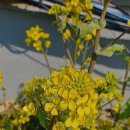 수정로교회 인근 도로 식물 이미지