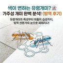개미머리 | [캐치벅] 투명한 몸속에 숨겨진 비밀, 우리 집 습격한 '유령개미' 방역후기! 👻🐜