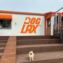 도그렉스 이미지