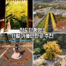 공설운동장길(공설운동장) | 경북 청도 단풍 명소 적천사 청도공설운동장 은행나무길 대구 근교 가을명소 추천