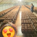 억만농장 이미지