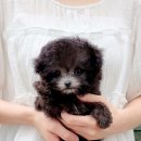 우리퍼피 이미지