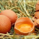 노른자 이미지