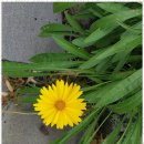 낙원화원 - 서초구 강남대로 27 | 낙원화원