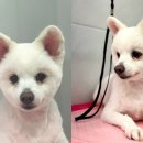 그루밍 샵 제제 이미지