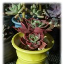 크라우스 이미지